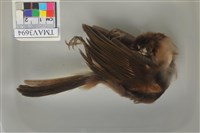 藏品(白頭翁)的圖片